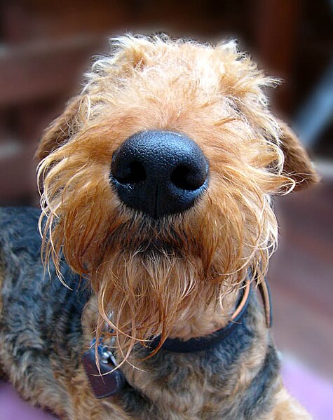 File:Schnuffel Airedale.jpg