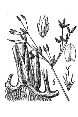 Schoenoplectus acutus var occidentalis.jpg