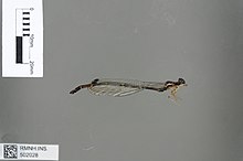 Sciotropis cyclanthorum Racenis, 1959 2432714647.jpg