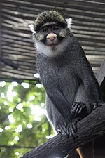 Thumbnail for Sclater's guenon