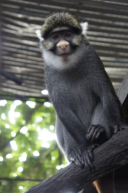 Sclater's guenon (Cercopithecus sclateri) at CERCOPAN sanctuary.JPG