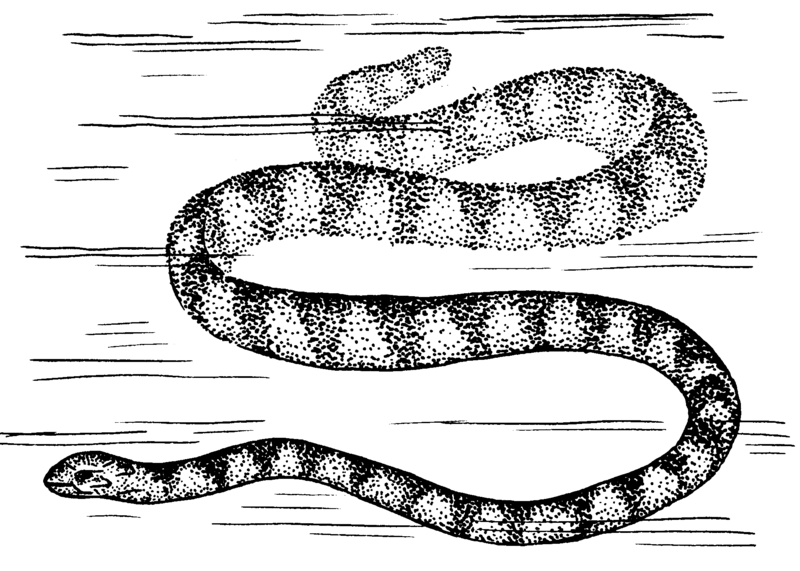 File:Sea Snake (PSF).png