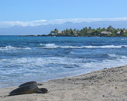 Sea turtles on a beach in Hawaii