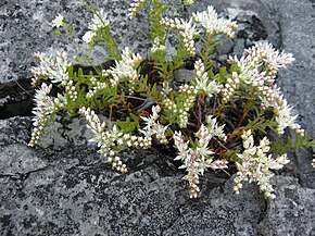 Beschrijving van de afbeelding Sedum pulchellum.jpg.