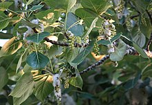 Seeds and fluff of cottonwood in July. Boise, Idaho. Seeds and Fluff of Cottonwood.jpg