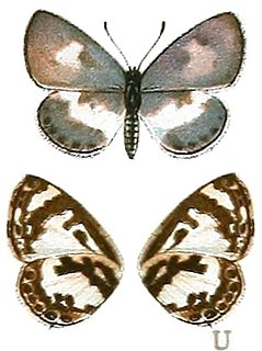 <i>Azanus isis</i> Species of butterfly