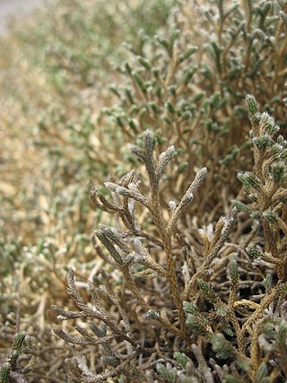 <i>Selaginella tortipila</i> Species of plant in the family Selaginellaceae