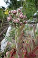 Sempervivum tectorum