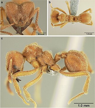 <i>Sericomyrmex mayri</i> Species of ant