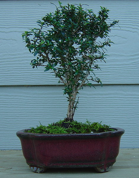 File:Serissa foetida bonsai RappVa.jpg