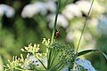 Seven-spot ladybird (Coccinella septempunctata) and cow parsley (Anthriscus sylvestri).jpg