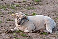 * Nomination Lamb resting in a field --BigDom 10:22, 1 June 2023 (UTC) * Promotion  Support Good quality. --Poco a poco 17:05, 1 June 2023 (UTC)