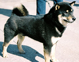 Shiba – Wikipedia