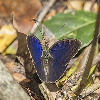 <i>Bebearia carshena</i> Species of butterfly