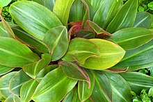 Siderasis fuscata in another light looking more yellowish green and lighter reddish purple and showing its low growing habitus Siderasis fuscata kz1.jpg