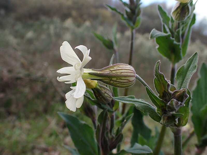 File:Silene latifolia kz05.jpg