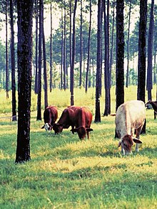 Silvopasture integrates livestock, forage, and trees. (Photo: USDA NAC) Silvopasture.jpg