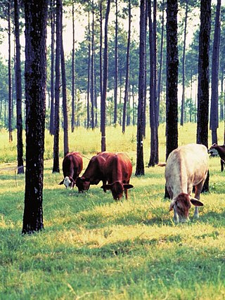 <span class="mw-page-title-main">Silvopasture</span> Agricultural practice of grazing animals in woodland