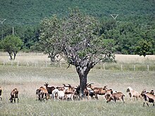 Troupeau de chèvres au bas de Simiane-la-Rotonde.