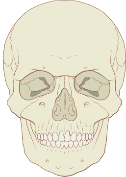 File:Skull human anterior view.svg