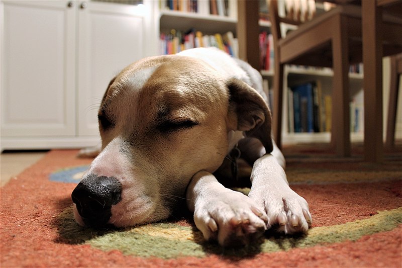 File:Sleeping dogs lie (31001440016).jpg