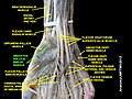 Abductor pollicis brevis muscle