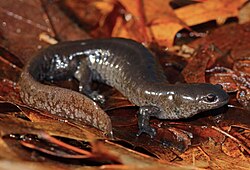Smallmouth Salamander (Ambystoma texanum) (46619065801).jpg