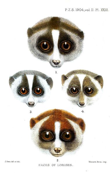 Coloration patterns around the eyes differ between the slender lorises (middle two) and the slow lorises (top and bottom).