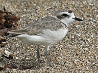 Plover, Snowy Charadrius alexandrinus