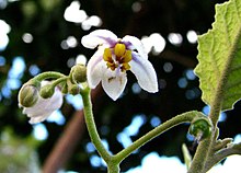 Solanum sandwicense (5455563014) .jpg