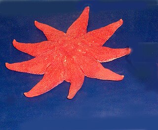 <i>Solaster</i> genus of echinoderms