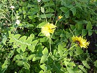 Sonchus ustulatus