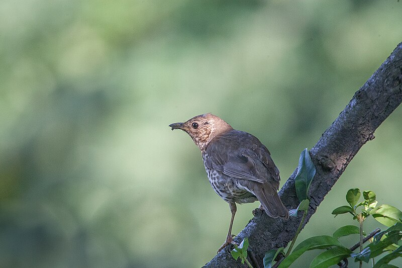 File:Song Thrush Lodz(Poland)(js)01.jpg