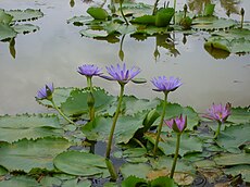 Vietnam's Water Lily