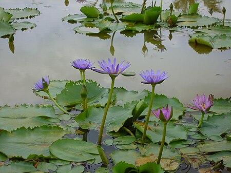 South Vietnam's Water Lily.JPG