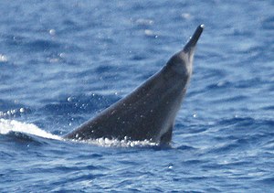 Sowerby's beaked whale.jpg
