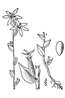Specularia biflora.jpg