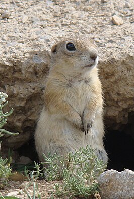 Spermophilus xanthoprymnus