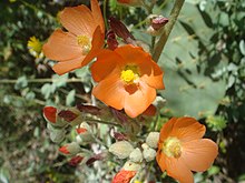 Sphaeralcea-coulteri-20080327.JPG