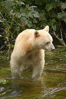 L’Ours Kermode n’est pas un albinos mais une sous-espèce dont certains spécimens sont très clairs (Leucisme).