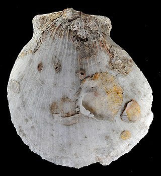 <i>Spondylus candidus</i> Species of mollusc