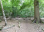 Spring Wood, Belstead