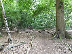 Spring Wood, Belstead 3.jpg