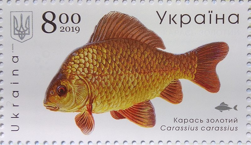 File:Stamp of Ukraine s1789 Carassius carassius.jpg