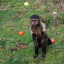 A capuchin monkey standing on two legs. Standing capuchin monkey.jpg