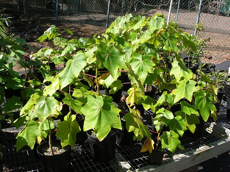 File:Starr-050303-4819-Kokia cookei-habit-Maui Nui Botanical Garden-Maui (24372129829).jpg