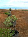 Starr-050525-1922-Dodonaea viscosa-planting-Moaulanui-Kahoolawe (24762049485).jpg