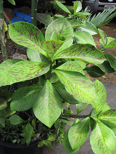 File:Starr-090609-0392-Synadenium grantii-cv Rubra leaves-Plants Alive Haiku-Maui (24870017261).jpg