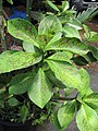 Starr-090609-0392-Synadenium grantii-cv Rubra leaves-Plants Alive Haiku-Maui (24870017261).jpg 