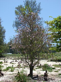 <i>Tabebuia heterophylla</i> species of plant